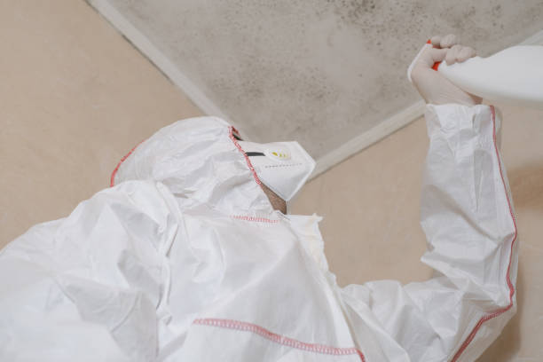 Best Basement Mold Remediation in Crawfordsville, IN